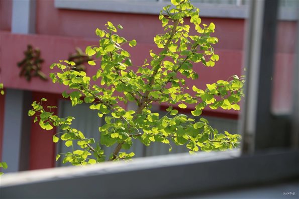 C:\Users\qj2z149\Desktop\二中校園照片\公眾號(hào)圖片\25.jpg